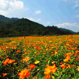 伏热花海